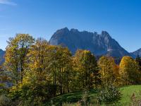Letzter Blick über Herbstbaumreihe zum Wilden Kaiser, rechts der Stripsenkopf